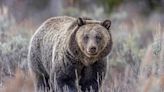 Couple and Their Dog Killed in Grizzly Bear Attack at Canadian National Park: 'Tragic Incident'