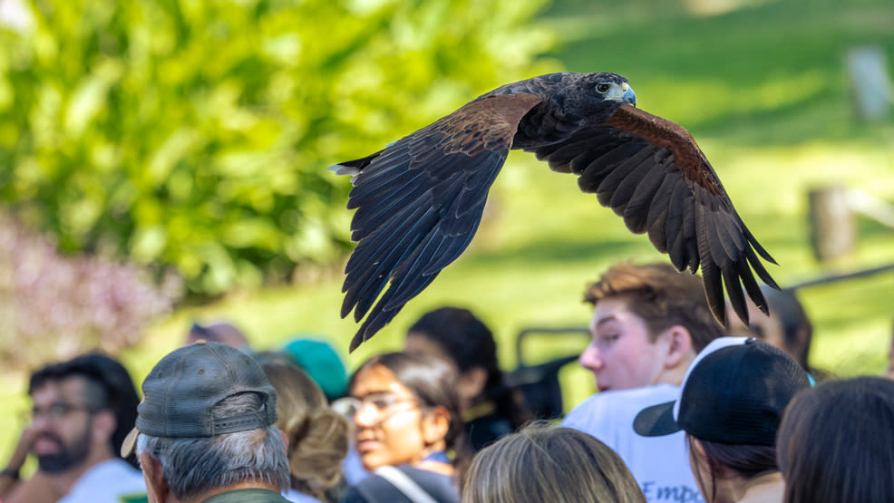 Fresno Chaffee Zoo asking for help finding missing hawk