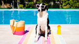 Do dogs need sunscreen? A vet has the answer and it might surprise you