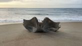 Oh, whale! Humpback whale skull found on Cape Hatteras