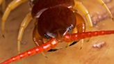 Venomous centipede could treat kidney disease - Interesting Engineering