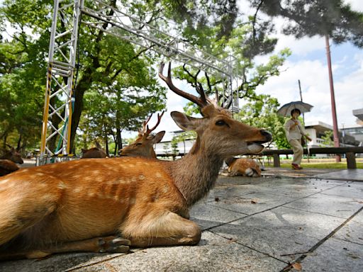 奈良鹿的復仇！叼走中國客護照「逃逸」咬爛 網友：鹿太壞