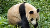 Meet the San Diego Zoo’s new pandas