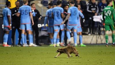 Squirrels, cats, dogs ... raccoon? When animals ran loose in stadiums