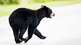 Black bear hunt 'on the table,' Florida Fish and Wildlife chair says