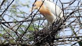 Bird species diversity, summer breeding declining in Punjab