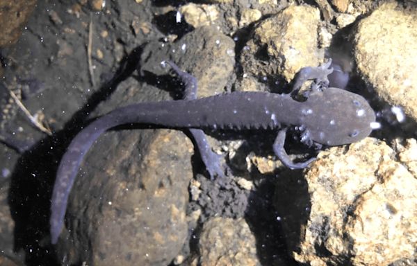 These Mexicans are trying to save the volcano axolotl, a beloved and endangered amphibian