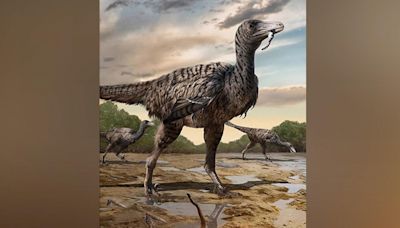 Large fossil footprints point to discovery of new 'megaraptor' dinosaur: Study