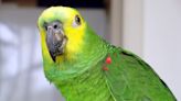 Amazon Parrot Sings His Favorite Song at 3AM Like the Total Boss He Is