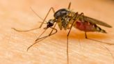 Tarrant County Public Health confirms first positive human case of West Nile for 2024
