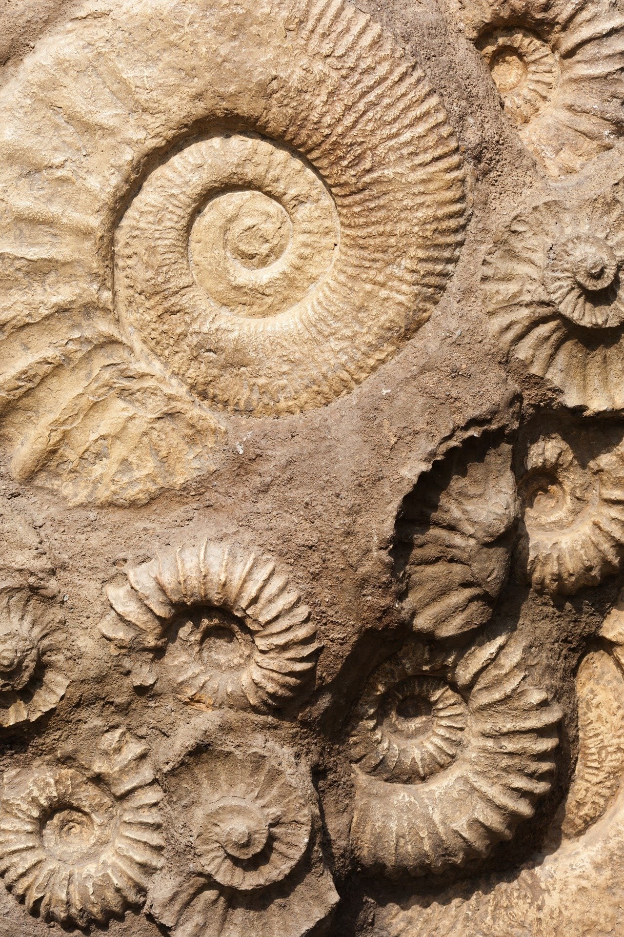 The fossils being formed today will show how humankind disrupted life on Earth