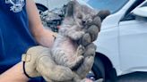 Kitten stuck in car engine rescued by North Charleston firefighters