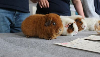 'A guinea pig got me through my divorce'