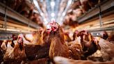 Americans are stress-buying live chickens because of egg price inflation and leaving hatcheries short on supply for restaurants