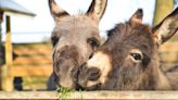 Moment Rescue Donkeys Finally Warm Up to Their New Owner Is So Moving