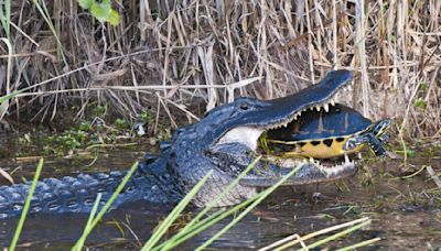 "To put your child in danger like that is unbelievable" – tourists interrupt alligator's meal to snap pictures in Florida Everglades