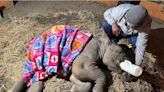 Rescuers work to get a baby elephant hit by a train back on her feet