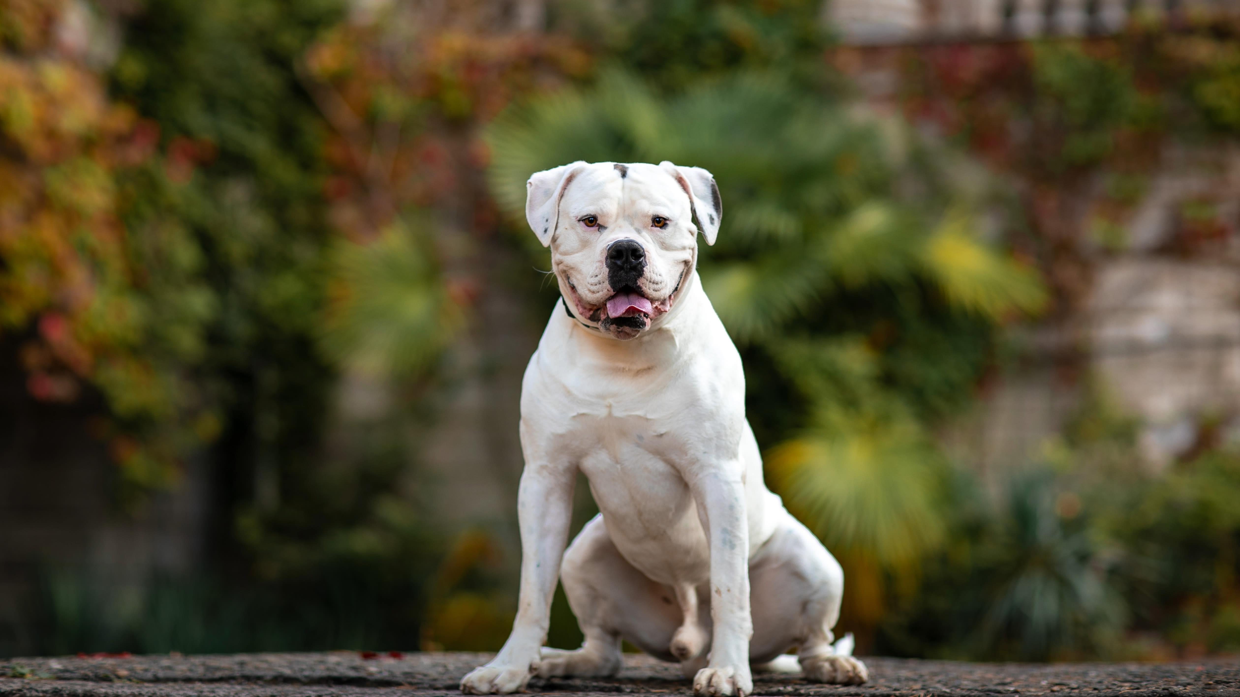 32 facts about American Bulldogs