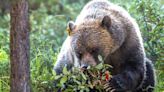 Town officials hope new bylaw will deter increasing bear activity in Canmore