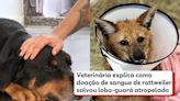 Doação de sangue de rottweiler salva lobo-guará que foi atropelado no Paraná