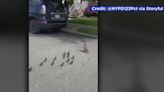 NYPD officers rescue ducklings trapped in the sewer