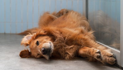 Stubborn Golden Retriever Refuses to Get in the Car & Dog Walker Can't Stop Laughing