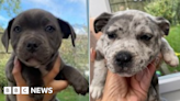 Appeal to find 12-week-old puppies stolen in Leicester burglary