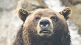 Grizzly charges hunter until he shoots it, officials say. Now search is on for bear