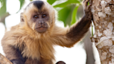 5 Monkeys Found and Rescued From Wildlife Smugglers in Argentina