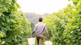 Sussex wine region gets Champagne-style status, angers Kent