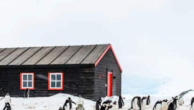 Inside Antarctica’s ‘Penguin Post Office’, The World’s Most Remote Mail Depot - News18