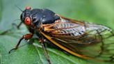 8 surprising reasons to stop hating cicadas and start worshipping them