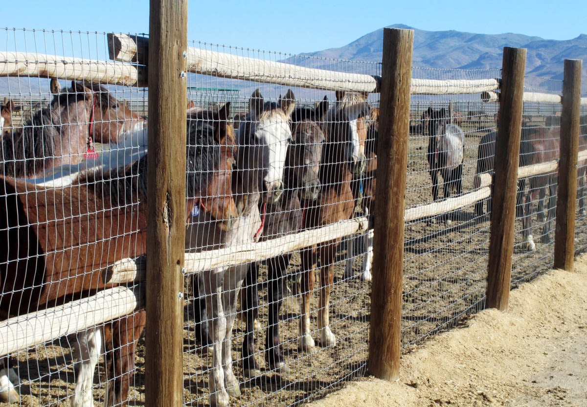 Horses’ deaths in BLM custody spark renewed outrage over roundups