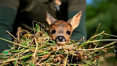 ‘Salvar a Bambi’, una iniciativa para rescatar cervatillos de morir triturados