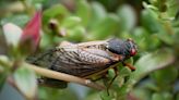 How long do cicadas live? Breaking down the above ground life cycle of the noisy insect.