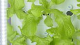 How hydroponic gardens in schools bring fresh produce to students