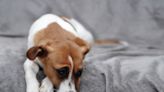 狗狗咳嗽怎麼辦？為什麼會咳嗽？狗狗咳嗽跟心臟病有關嗎？