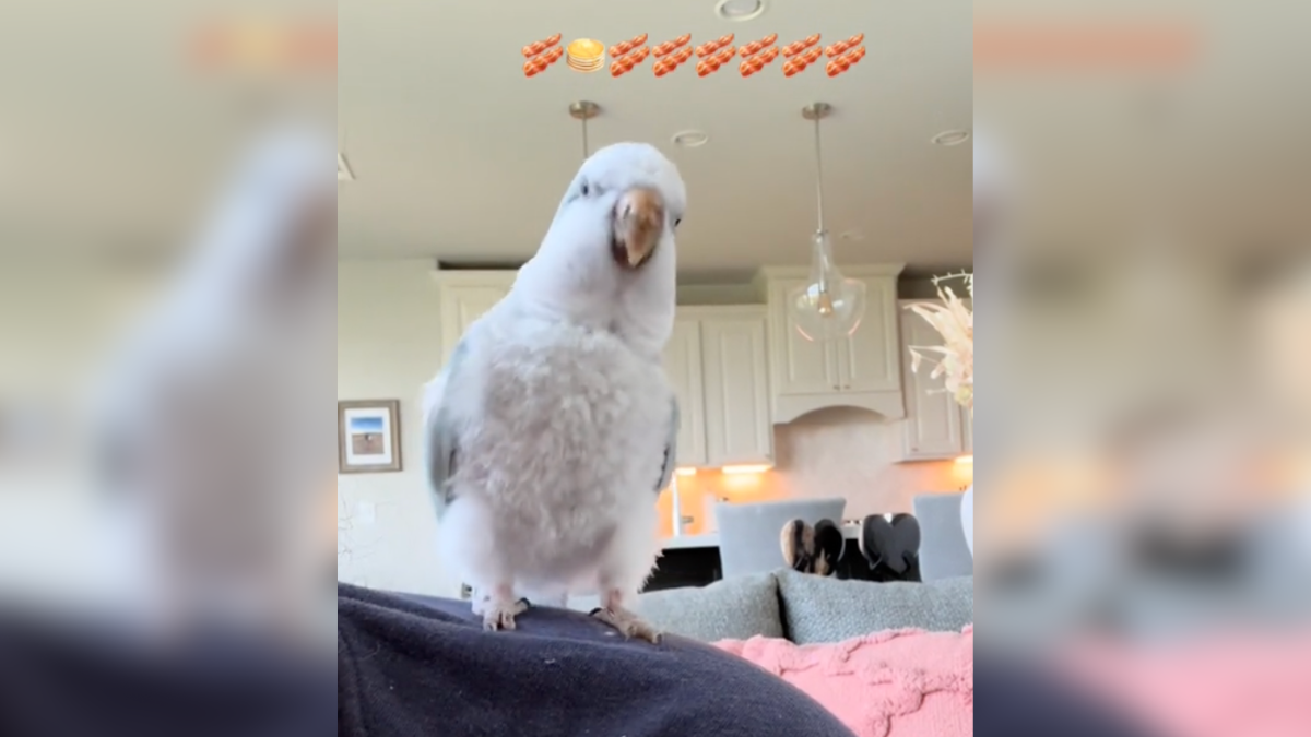 Parrot Requests His Favorite Song So He Can Sing & Dance Along