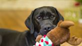 Costco's Cute Dog Toy Gift Baskets Are a Must This Year