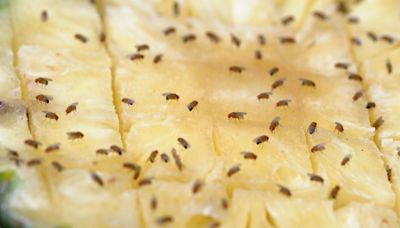 Banish fruit flies with cooking ingredient you might already own – not vinegar