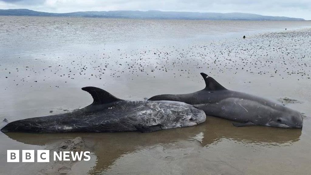 Risso's dolphins stranded on shores of Lough Foyle rescued