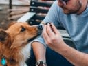 Fit for a dog? The latest science on CBD for pets