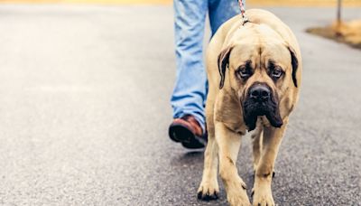 12 Best Mastiff Breeds to Add to the Family