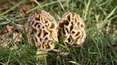 DNR releases morel mushroom hunting map: Best spots to find them