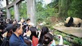 12 touristes bannis à vie d'un célèbre centre de pandas en Chine après une série d'incivilités