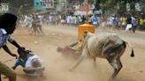 India’s top court defends bull-fighting as part of nation’s ‘cultural heritage’