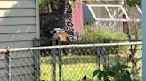 Officers tranquilize bear in tree in Lakewood