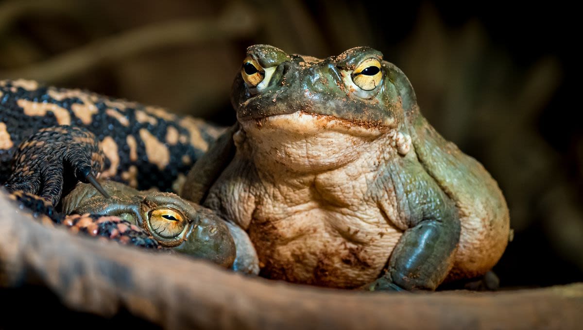 Could This Toad’s Psychedelic Venom Be The Next Big Thing In Antidepressants?