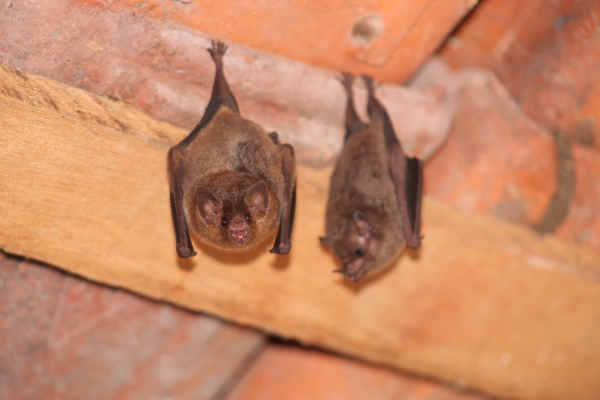 Man Rescues Stranded Mama Bat and Her Baby and People Are Fascinated