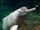 Amazon river dolphin